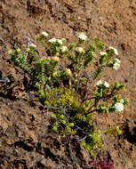 Image of Pimelea sporadica C. J. Burrows