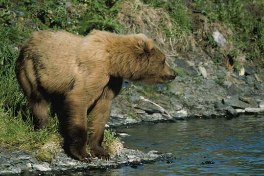 Image of Ursus arctos middendorffi Merriam 1896