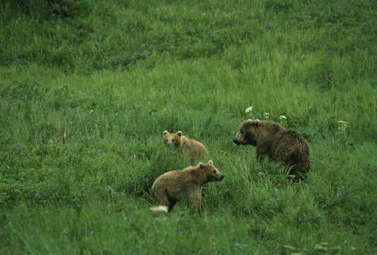 Image of Ursus arctos middendorffi Merriam 1896