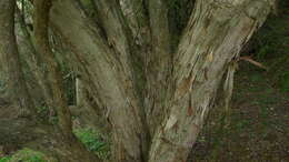 Image of Fragrant tree daisy