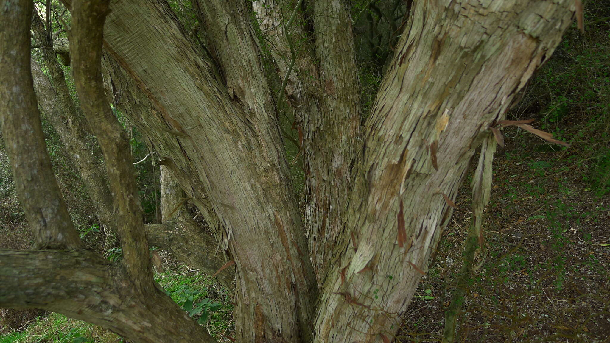 Image of Fragrant tree daisy