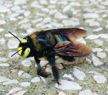 Plancia ëd Xylocopa cyanea Smith 1874