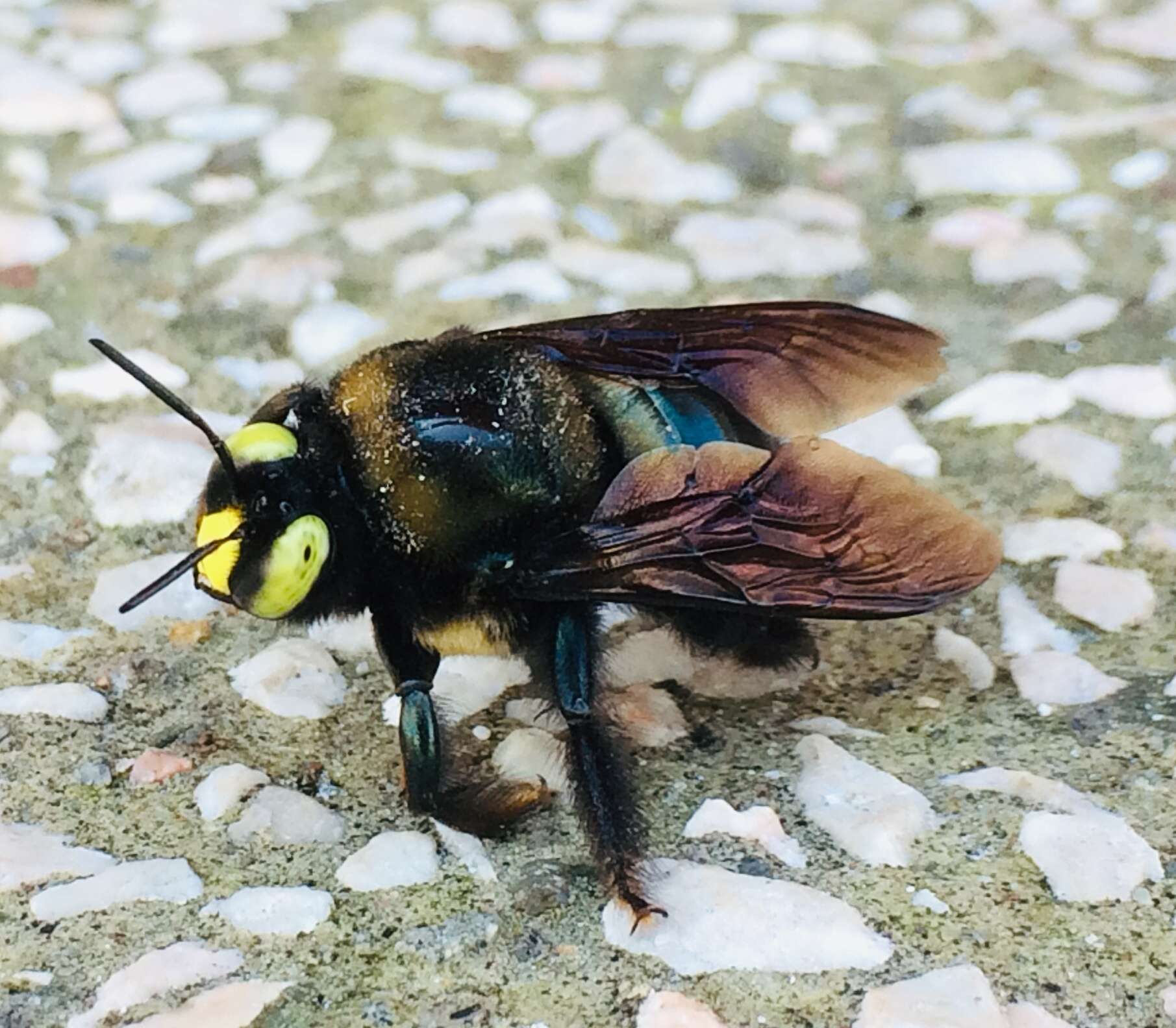 Image of Xylocopa cyanea Smith 1874