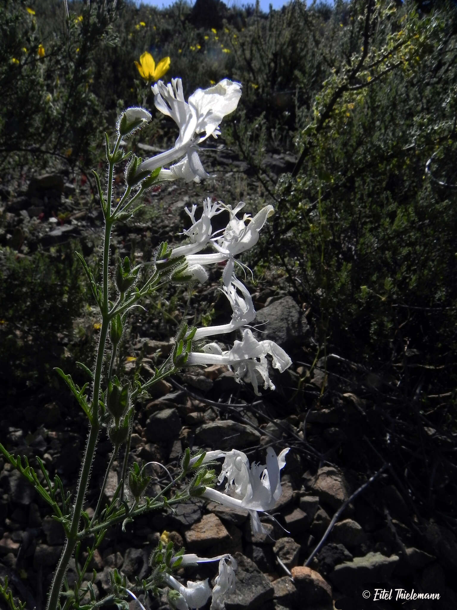 Imagem de Schizanthus candidus Lindl.