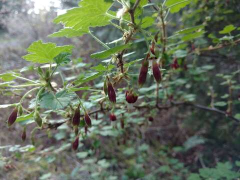 Image of canyon gooseberry