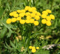 Image of common tansy