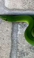 Image of Crown Ground Snake