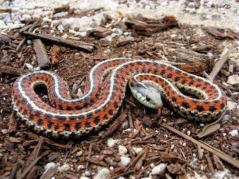 Image of Terrestrial (Wandering) Garter Snake