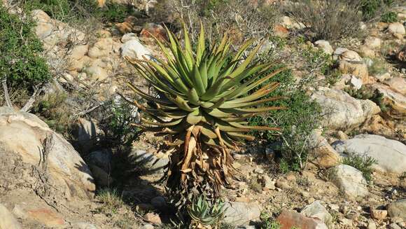 Image of Aloe lineata var. lineata