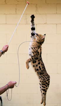 Image of Serval (cat)