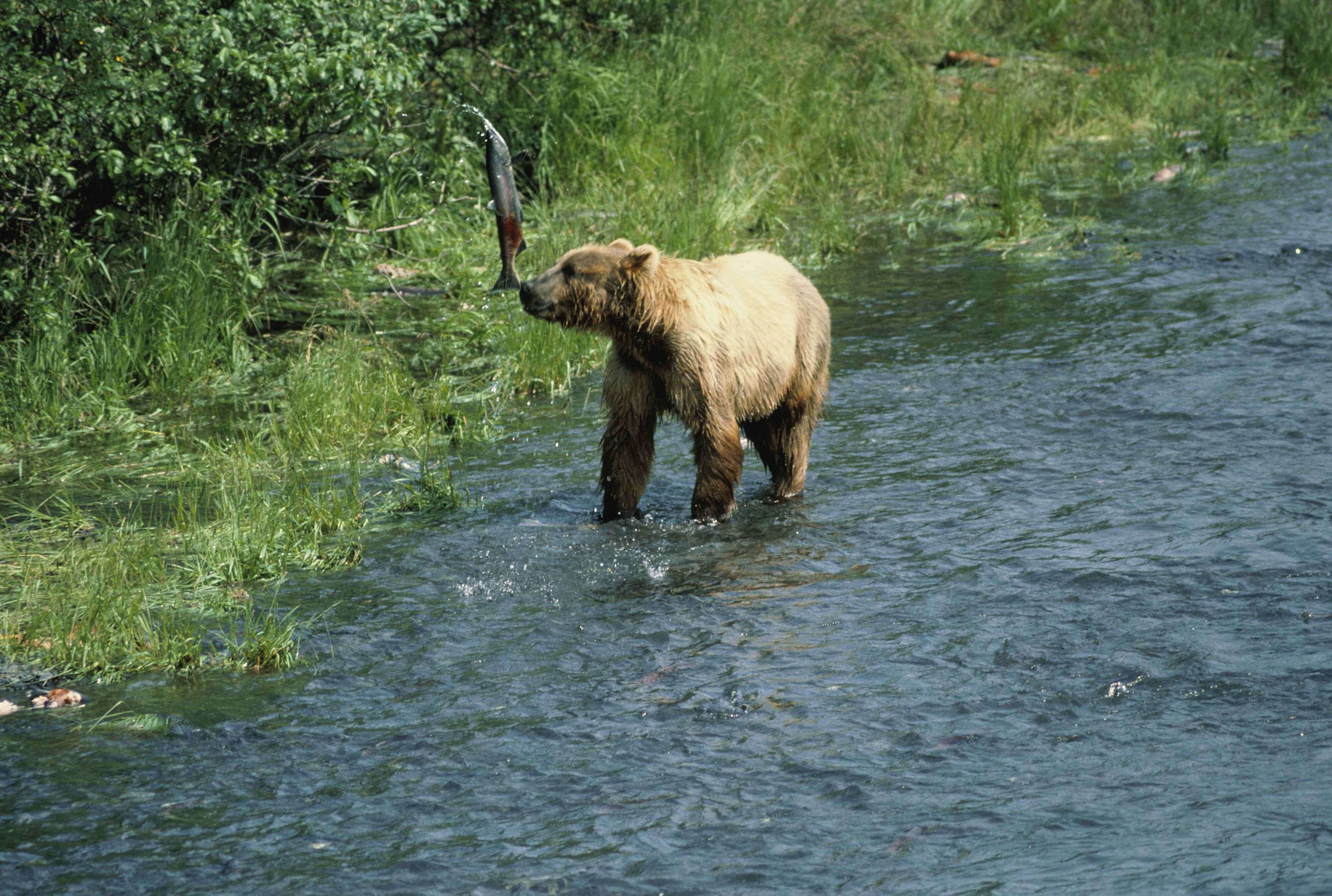 Image of Ursus arctos middendorffi Merriam 1896