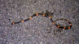 Image of Snail-eating Thirst Snake