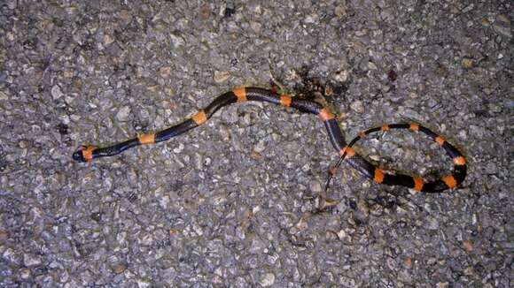 Image of Snail-eating Thirst Snake