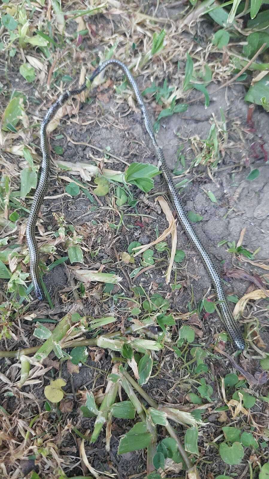 Image of Rio Grande do Sul Blind Snake