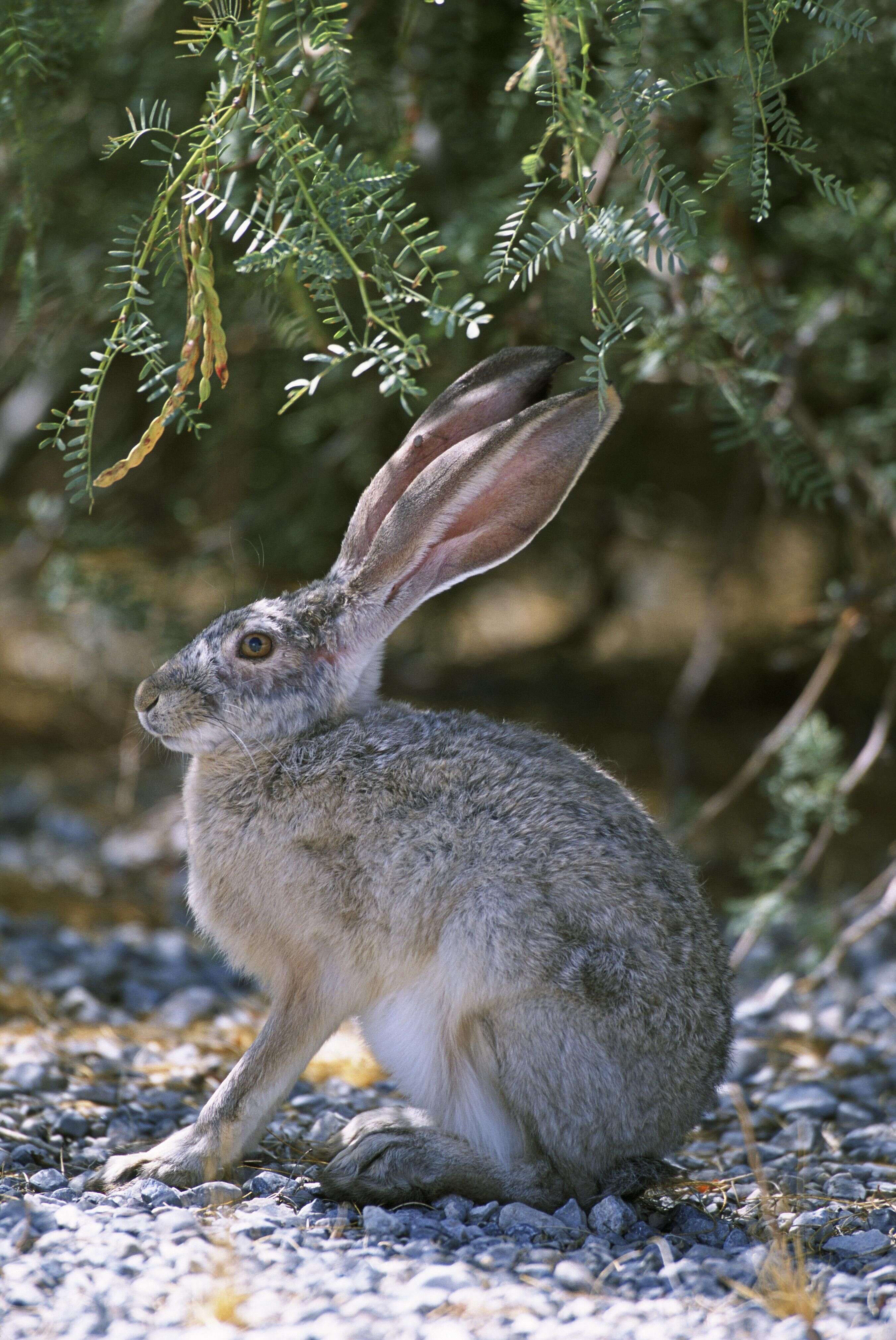 Image of rabbits and hares