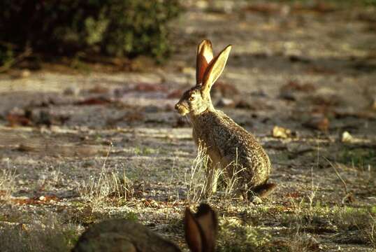 Image of Black-tailed Jackrabbit