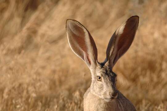 Image of Black-tailed Jackrabbit