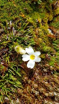 Image of Euphrasia townsonii Petrie