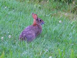 Image of New England Cottontail