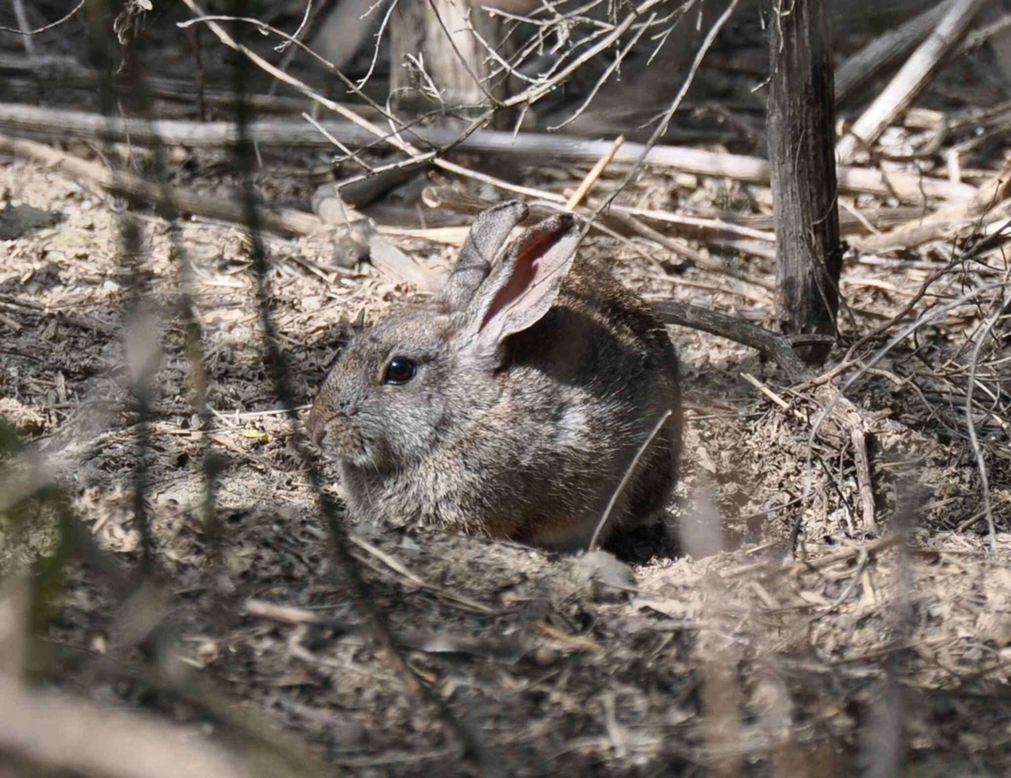 Image of Brush Rabbit