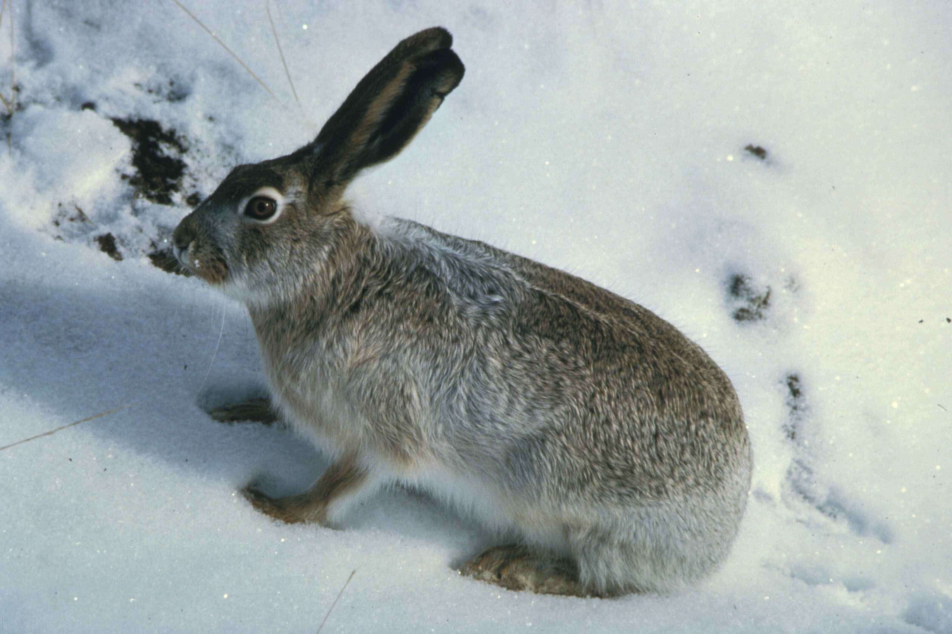 Image of rabbits and hares