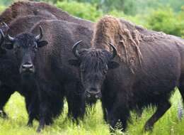 Image of Bison bison athabascae