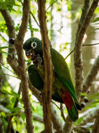 Image of Scaly-headed Parrot