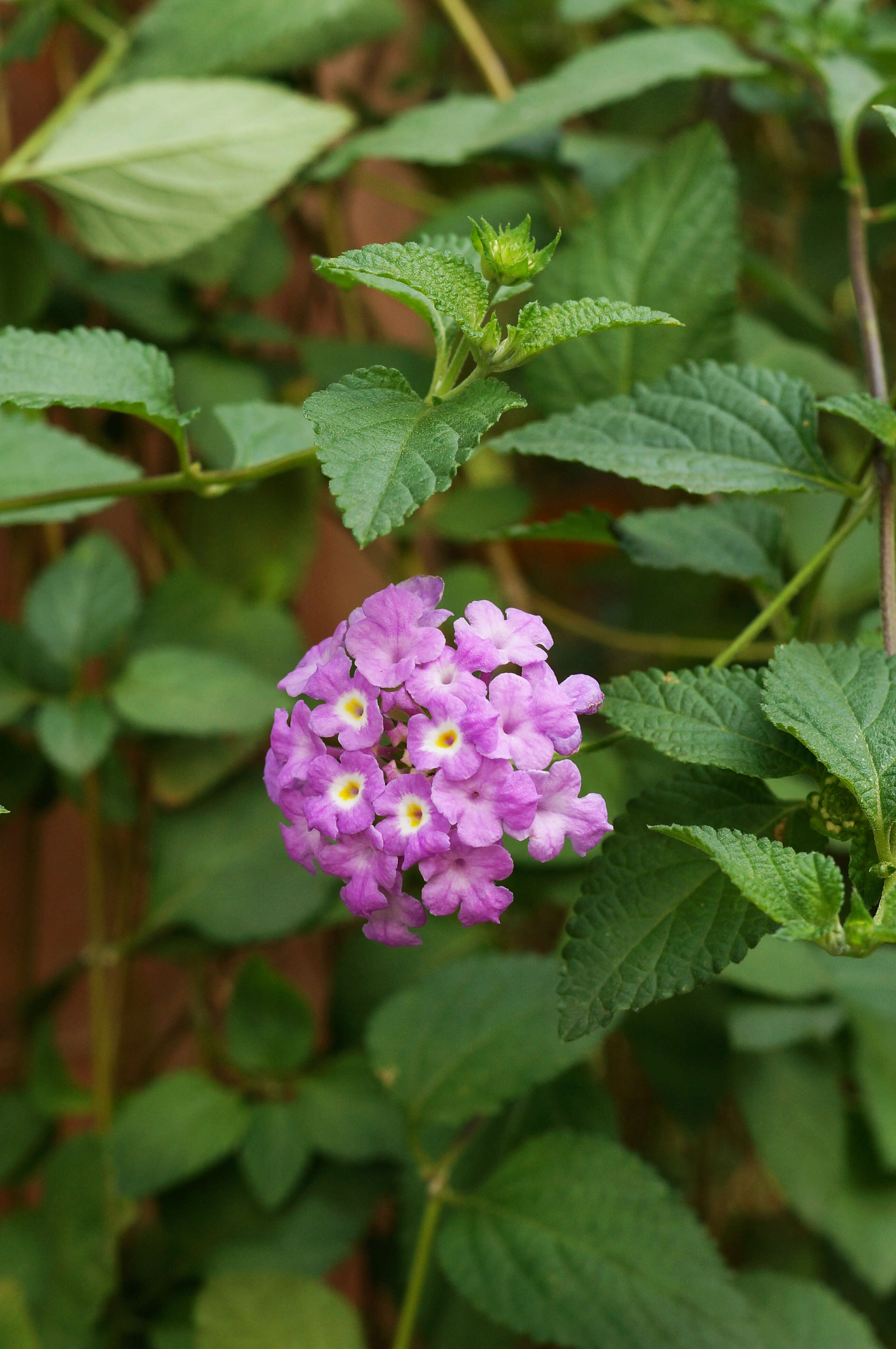 Image of trailing shrubverbena