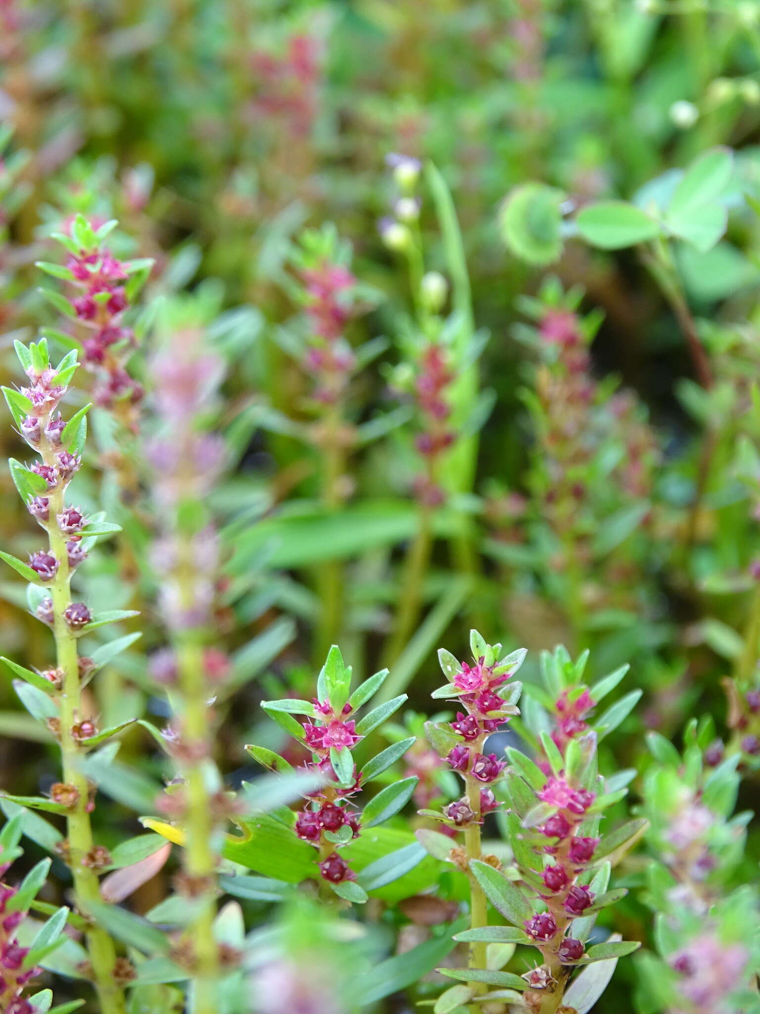 Image of Rotala malampuzhensis R. V. Nair ex C. D. K. Cook