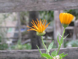 Image of pot marigold