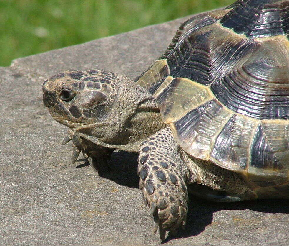 Image of Common Tortoise