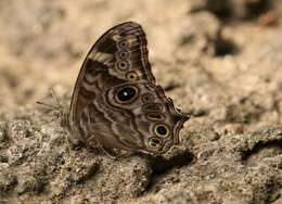 Image of Common Tree Brown