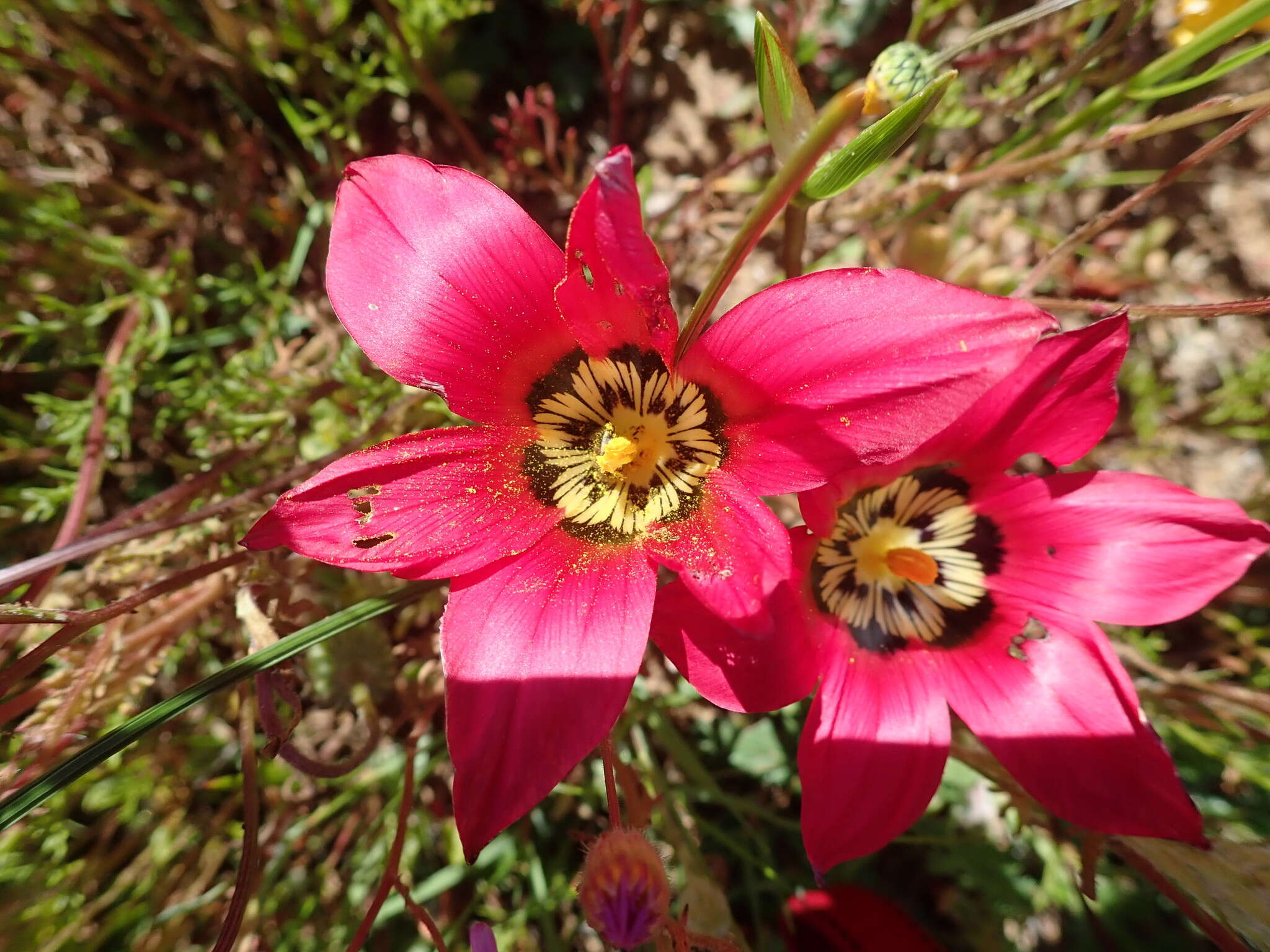 Image of Romulea pudica (Sol. ex Ker Gawl.) Baker