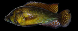 Слика од Astatoreochromis