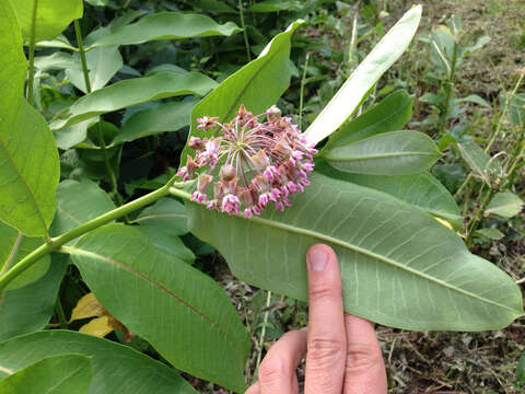 Image of common milkweed