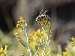 Imagem de Bembix flavescens F. Smith 1856