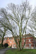 Image of Wych elm