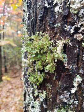 Imagem de Tuckermanopsis ciliaris