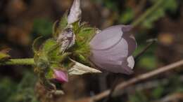 Imagem de Malacothamnus densiflorus (S. Wats.) Greene