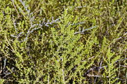 Plancia ëd Aspalathus retroflexa subsp. angustipetala R. Dahlgren