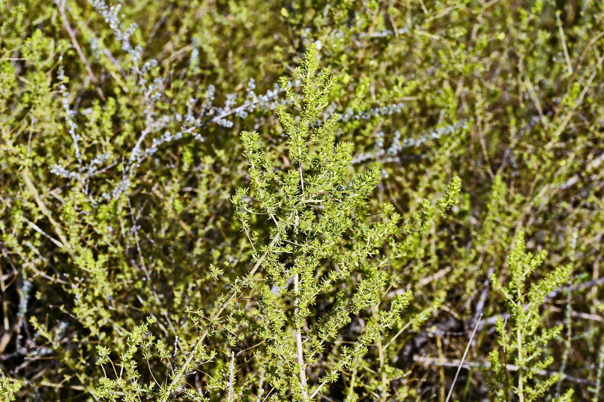 Image of Aspalathus retroflexa subsp. angustipetala R. Dahlgren