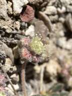 Image of gray buckwheat