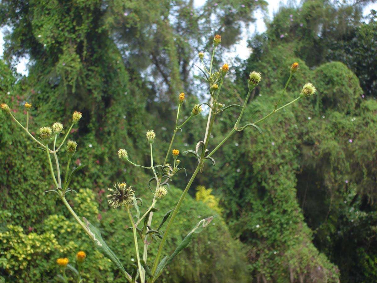 Image of hairy beggarticks