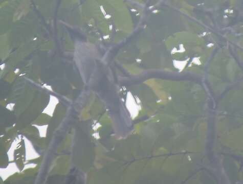 Image of Brown Oriole