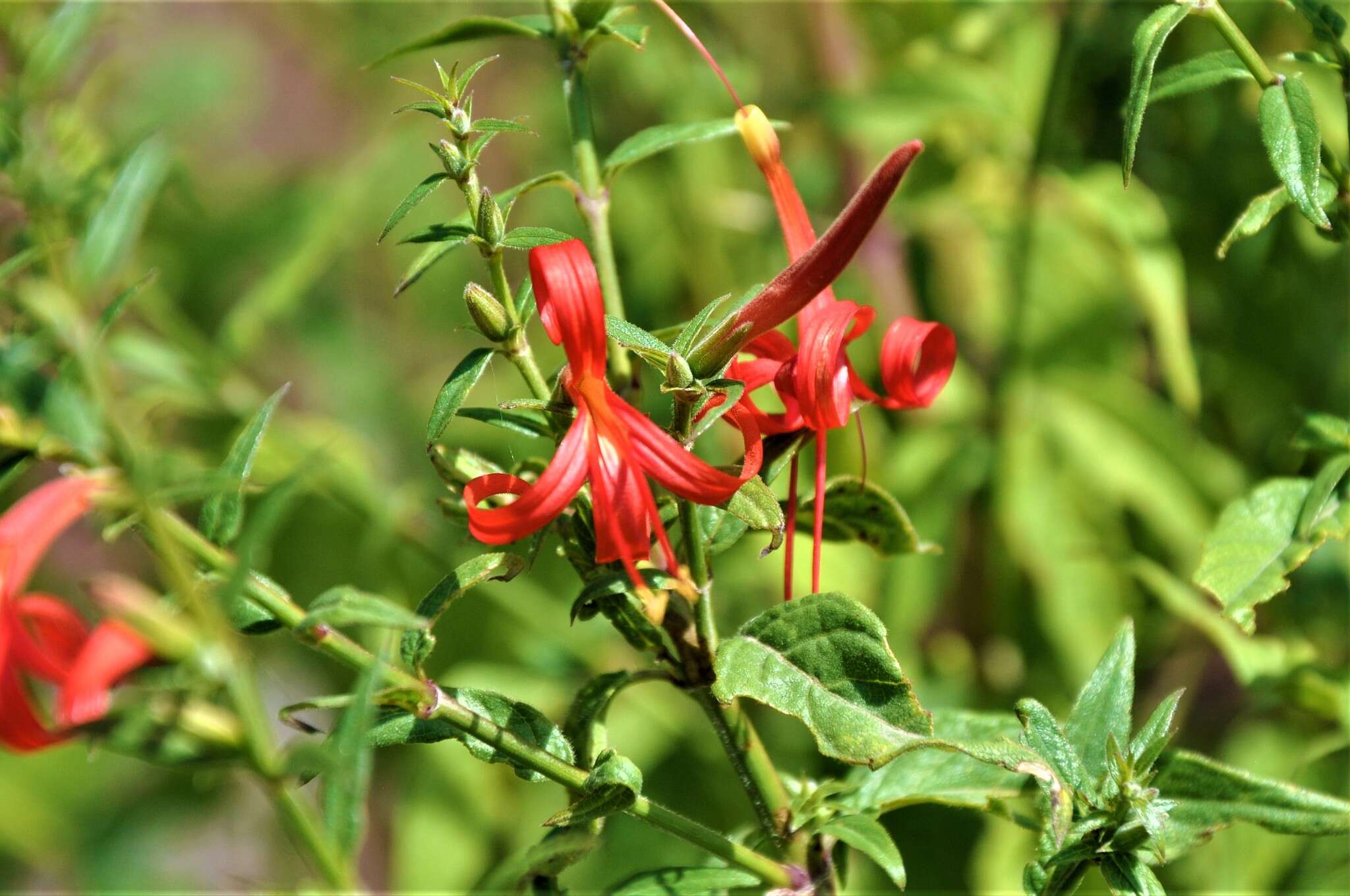 Anisacanthus pumilus (F. G. Dietr.) Nees的圖片