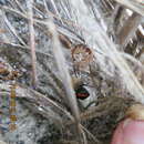 Image of giant earwig, tawny earwig