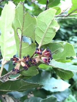 Image de Dicoryphe buddleoides Baker