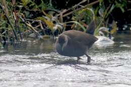 Image of Brown Crake