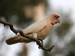 Cacatua tenuirostris (Kuhl 1820) resmi