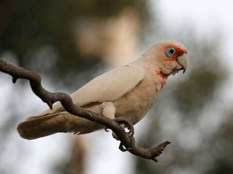 Image of Long-billed Corella